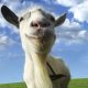 Goat Simulator 3 Launch Trailer